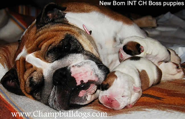 English bulldog pictures